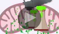 mitochondria meltdown play