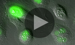 Opresko play feature
