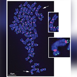 Opresko Stuck Chromatids release
